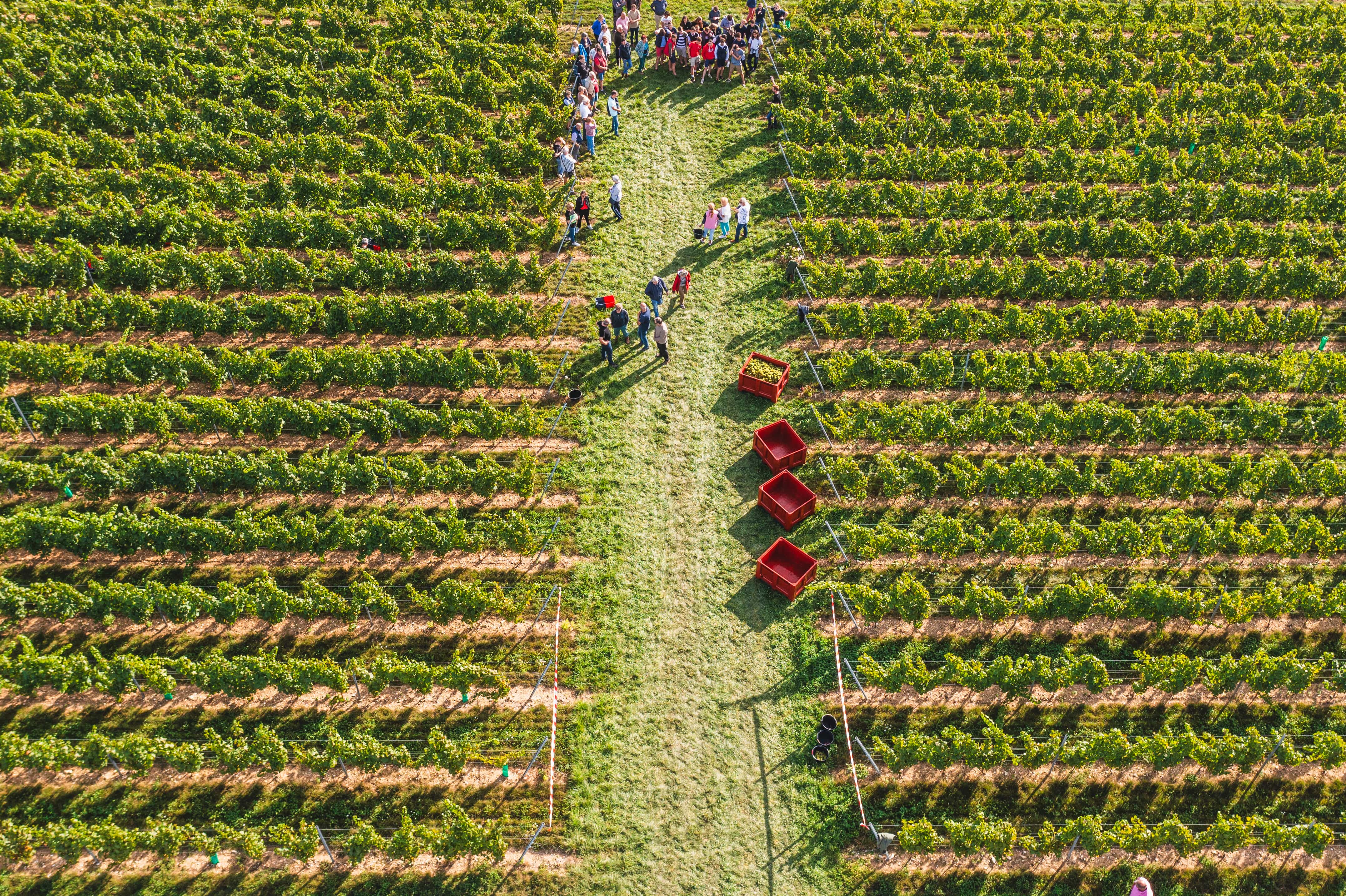 Vue panoramique du vignoble