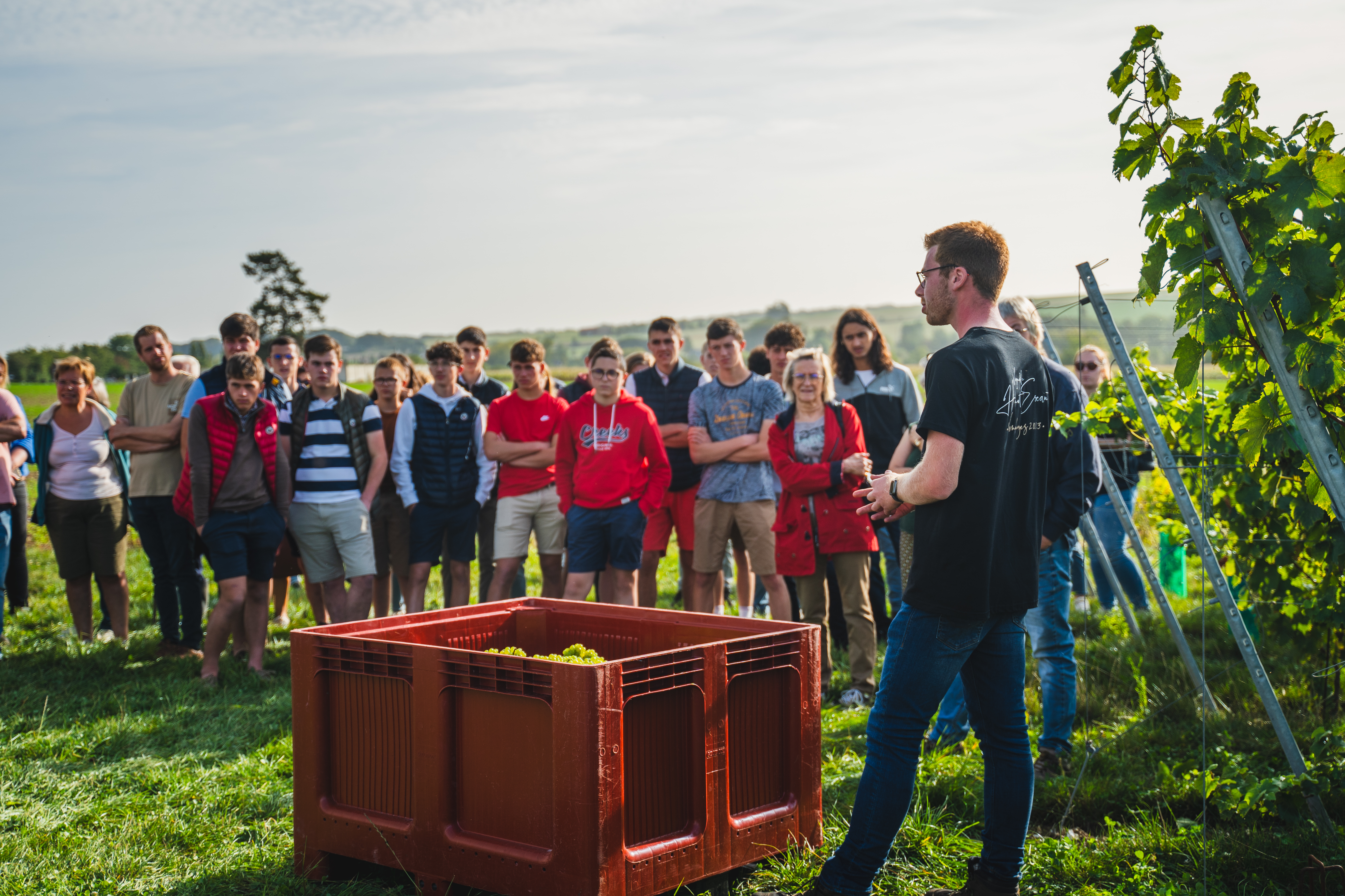 Vue des rangs de Chardonnay